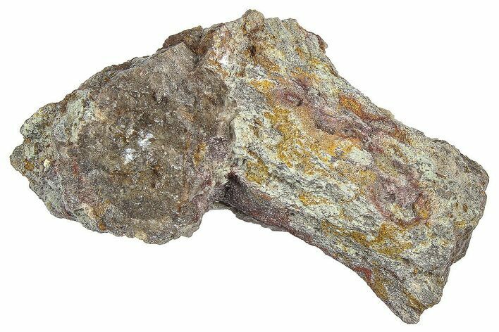 Devonian Petrified Wood (Callixylon) Section - Oldest True Wood #363295